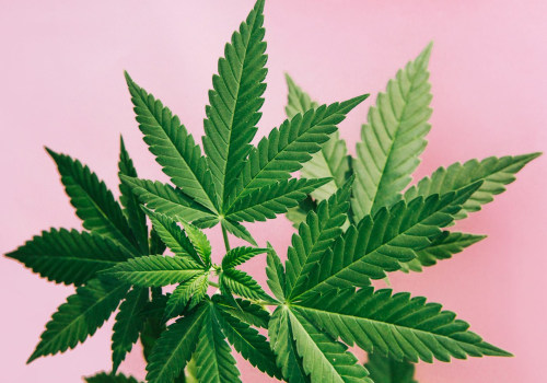 Marijuana for Chronic Pain Relief: Understanding the Causes and Finding Effective Solutions